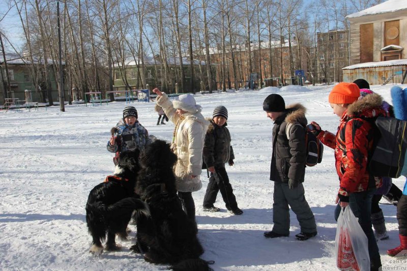 Фото: Тима, ньюфаундленд Super Bizon Gera (Супер Бизон Гера)