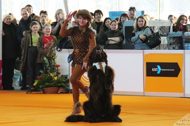 Фото: Marina Novoselova (Марина Новоселова), ньюфаундленд Fann'yuf Gloriya Dey (Фанньюф Глория Дей)