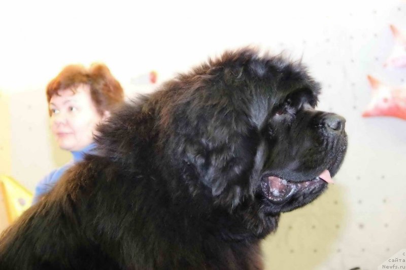 Фото: ньюфаундленд Njufort Fidel (Ньюфорт Фидель)