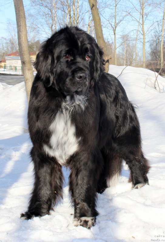 Фото: ньюфаундленд Piternyuf Enigma (Питерньюф Енигма)