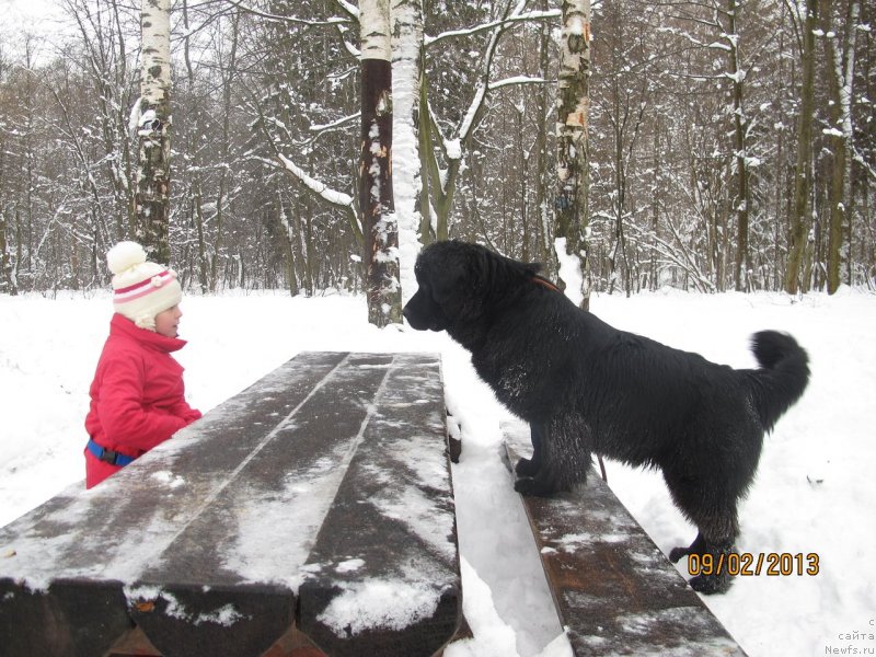 Фото: ньюфаундленд Donats Prayd Byet Midler (Донатс Прайд Бэт Мидлер)