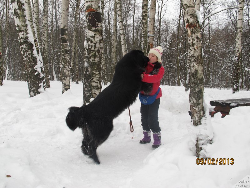Фото: ньюфаундленд Donats Prayd Byet Midler (Донатс Прайд Бэт Мидлер)