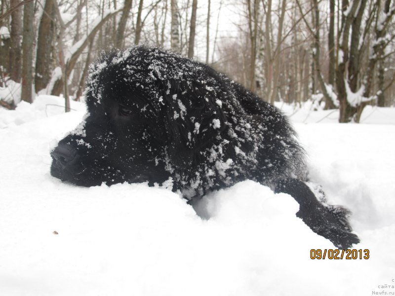 Фото: ньюфаундленд Donats Prayd Byet Midler (Донатс Прайд Бэт Мидлер)