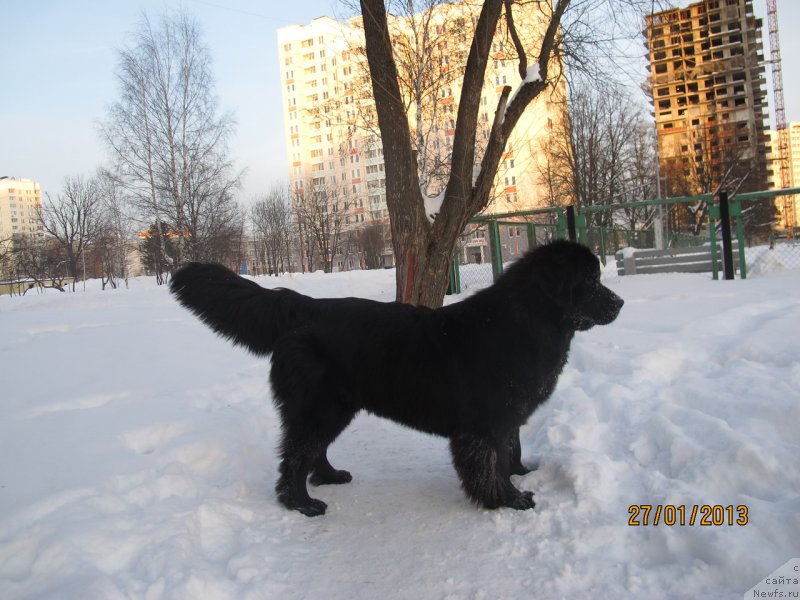 Фото: ньюфаундленд Donats Prayd Byet Midler (Донатс Прайд Бэт Мидлер)