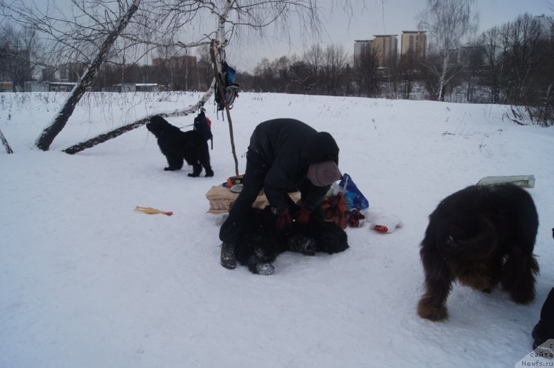 Фото: Andrey SCHerbakov (Андрей Щербаков), ньюфаундленд Beguschaya po Volnam Foget Mi Not (Бегущая по Волнам Фогет Ми Нот)