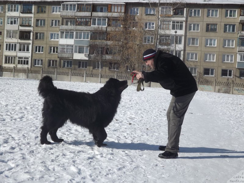 Фото: ньюфаундленд Bi Perfekt Aladar Hranitel' Roda (Би Перфект Аладар Хранитель Рода)