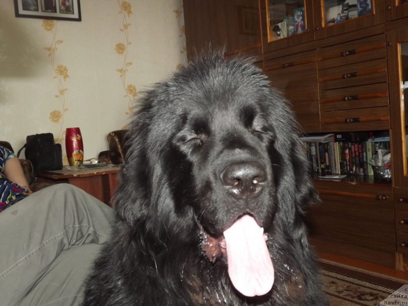 Фото: ньюфаундленд Bi Perfekt Aladar Hranitel' Roda (Би Перфект Аладар Хранитель Рода)