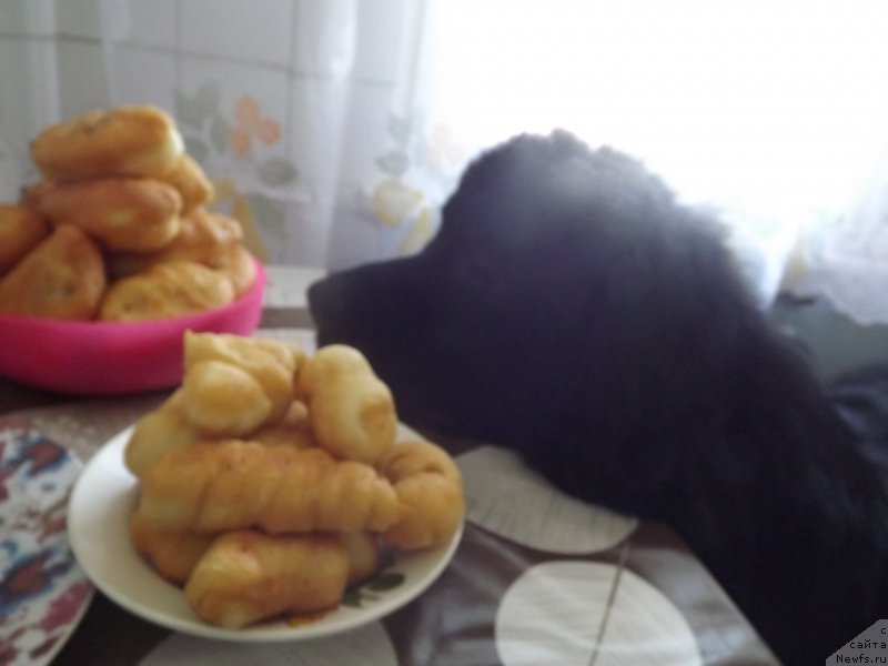 Фото: ньюфаундленд Bi Perfekt Aladar Hranitel' Roda (Би Перфект Аладар Хранитель Рода)