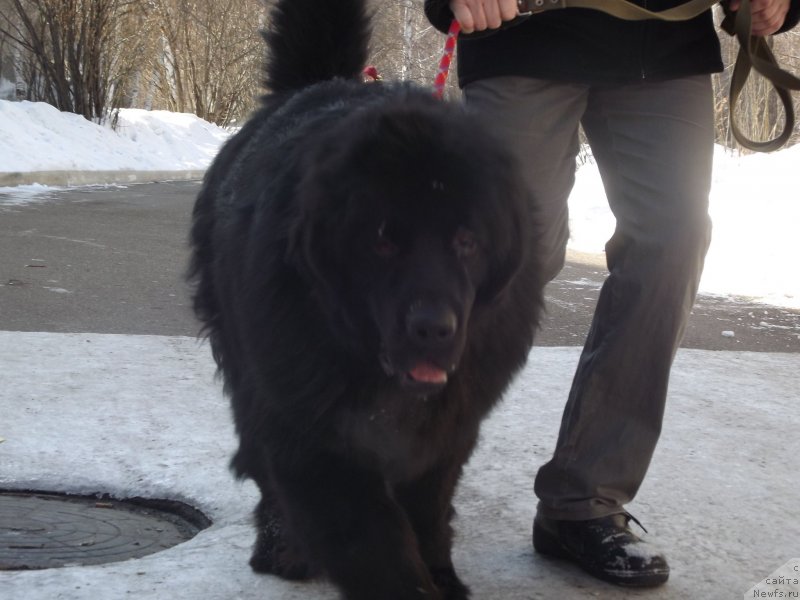 Фото: ньюфаундленд Bi Perfekt Aladar Hranitel' Roda (Би Перфект Аладар Хранитель Рода)