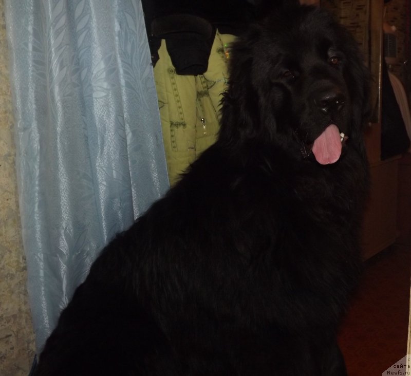 Фото: ньюфаундленд Bi Perfekt Aladar Hranitel' Roda (Би Перфект Аладар Хранитель Рода)