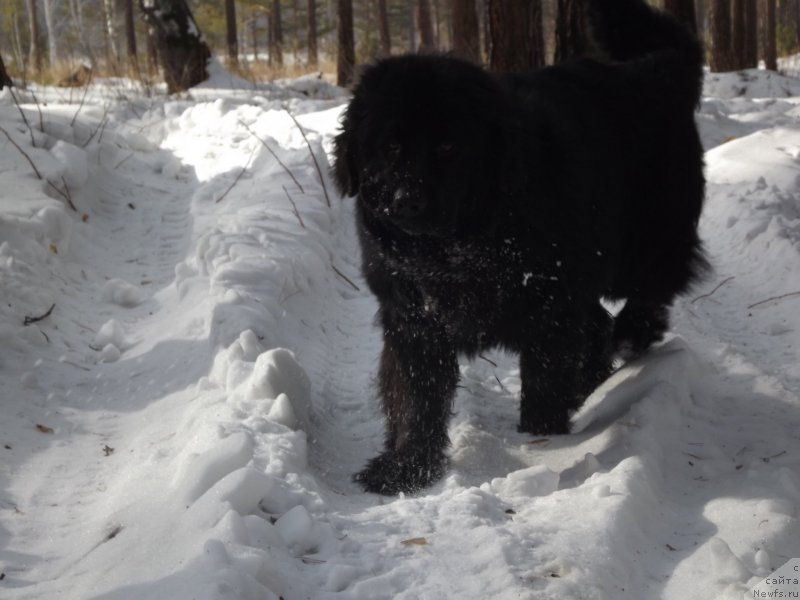 Фото: ньюфаундленд Bi Perfekt Aladar Hranitel' Roda (Би Перфект Аладар Хранитель Рода)