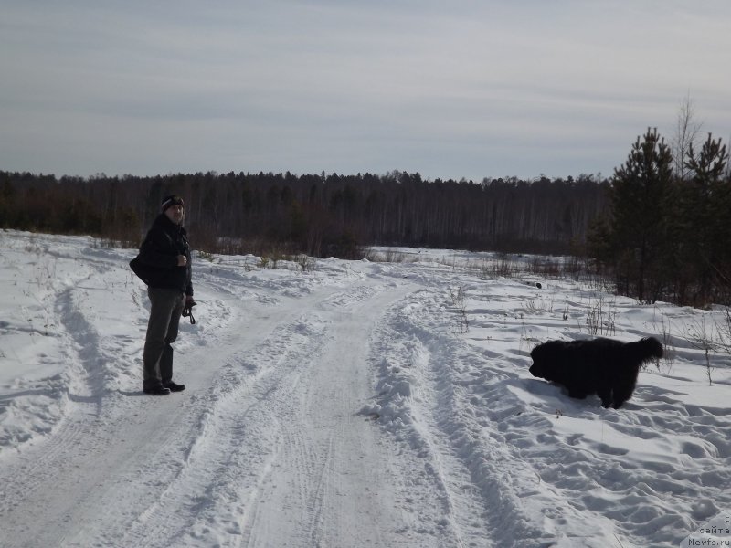 Фото: ньюфаундленд Bi Perfekt Aladar Hranitel' Roda (Би Перфект Аладар Хранитель Рода)