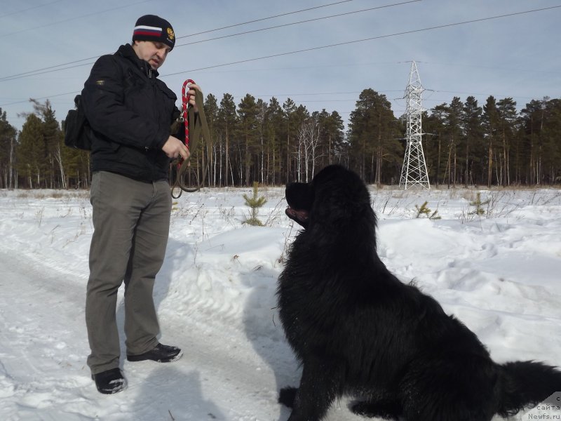 Фото: ньюфаундленд Bi Perfekt Aladar Hranitel' Roda (Би Перфект Аладар Хранитель Рода)