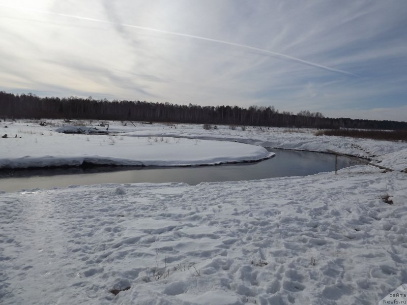 Фото: ньюфаундленд Bi Perfekt Aladar Hranitel' Roda (Би Перфект Аладар Хранитель Рода)