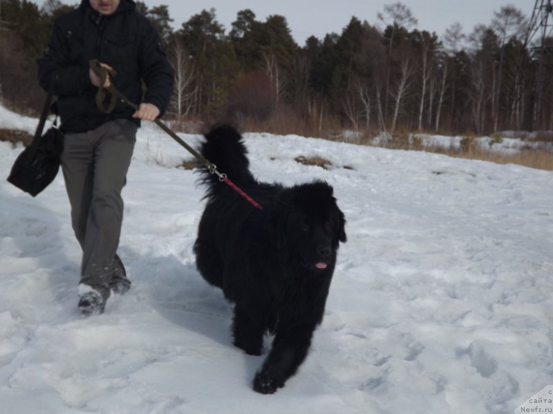 Фото: ньюфаундленд Bi Perfekt Aladar Hranitel' Roda (Би Перфект Аладар Хранитель Рода)