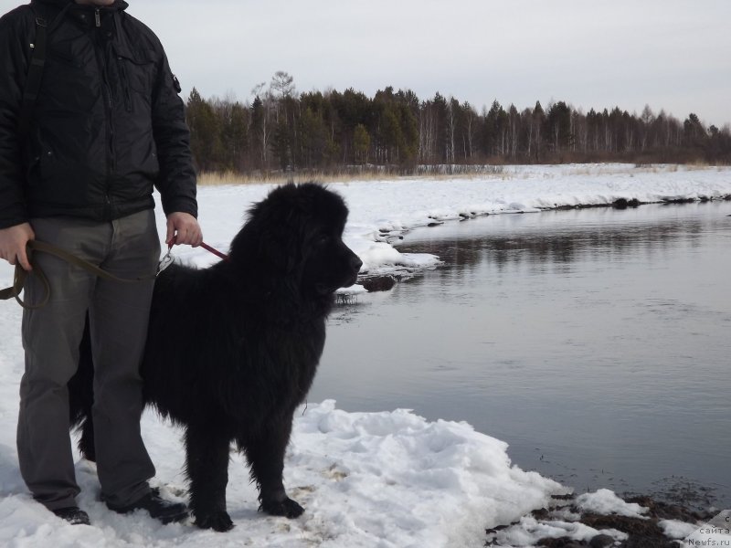 Фото: ньюфаундленд Bi Perfekt Aladar Hranitel' Roda (Би Перфект Аладар Хранитель Рода)