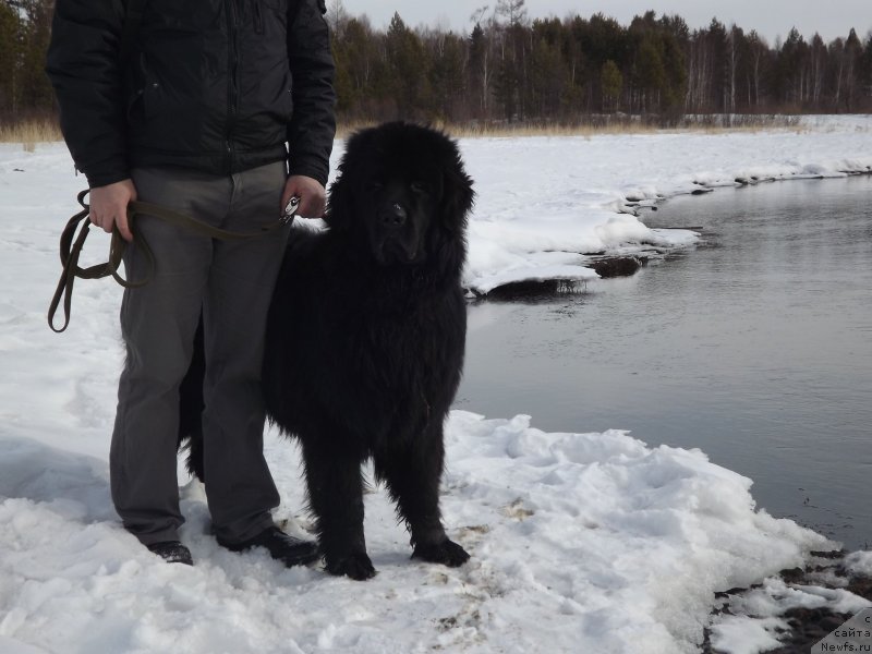 Фото: ньюфаундленд Bi Perfekt Aladar Hranitel' Roda (Би Перфект Аладар Хранитель Рода)