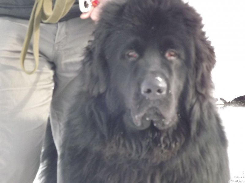 Фото: ньюфаундленд Bi Perfekt Aladar Hranitel' Roda (Би Перфект Аладар Хранитель Рода)