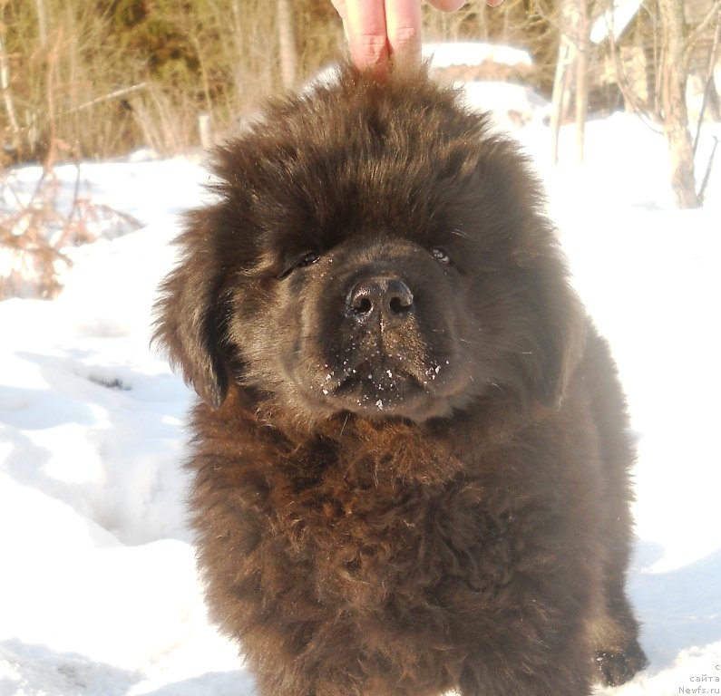 Фото: ньюфаундленд Sokrovische Beloy Bogini (Сокровище Белой Богини)