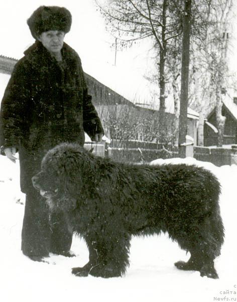 Фото: ньюфаундленд Oskar YAvol'f (Оскар Явольф)
