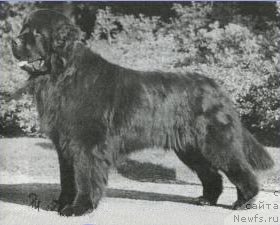 Фото: ньюфаундленд Top Bears Arramac