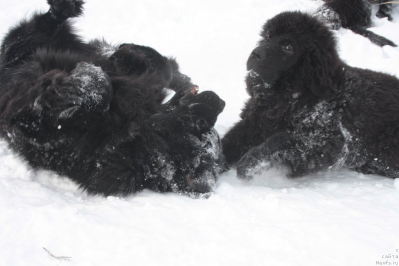 Фото: ньюфаундленд Beguschaya po Volnam Zero Kool (Бегущая по Волнам Зеро Коол), ньюфаундленд YUtub For YU (Ютуб Фор Ю)