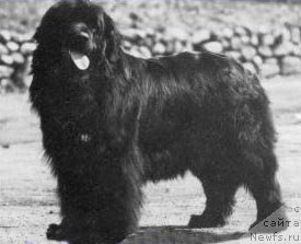 Фото: ньюфаундленд Bjergegards Wilma B