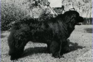 Фото: ньюфаундленд Hukkiharjun Lisse