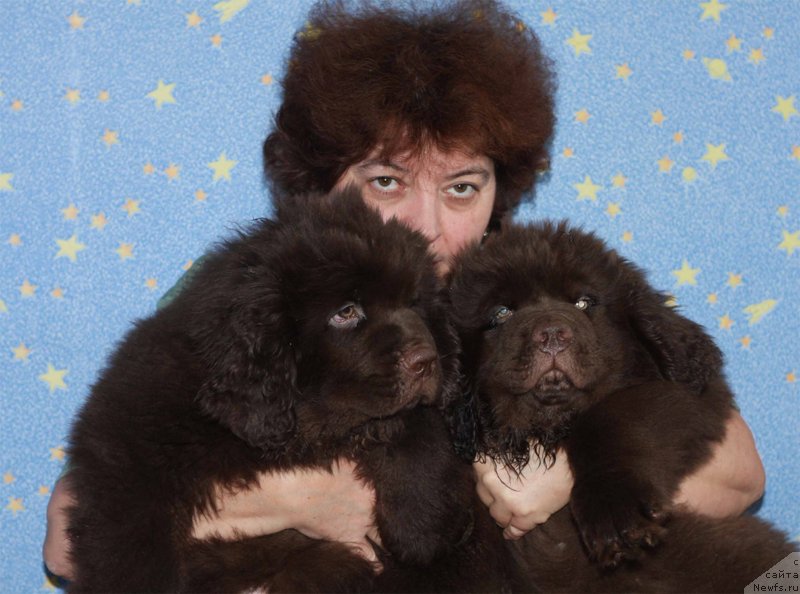 Фото: Elena SHmeleva (Елена Шмелева), ньюфаундленд Charmer Denkam Bronze (Чармер Денкам Бронз), ньюфаундленд Charli The Best Helfi Pel (Чарли Де Бест Хелфи Пэл)