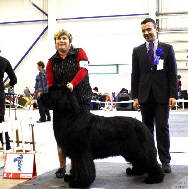 Фото: ньюфаундленд Bowaters Braveheart Nuo Ozo Kalvu