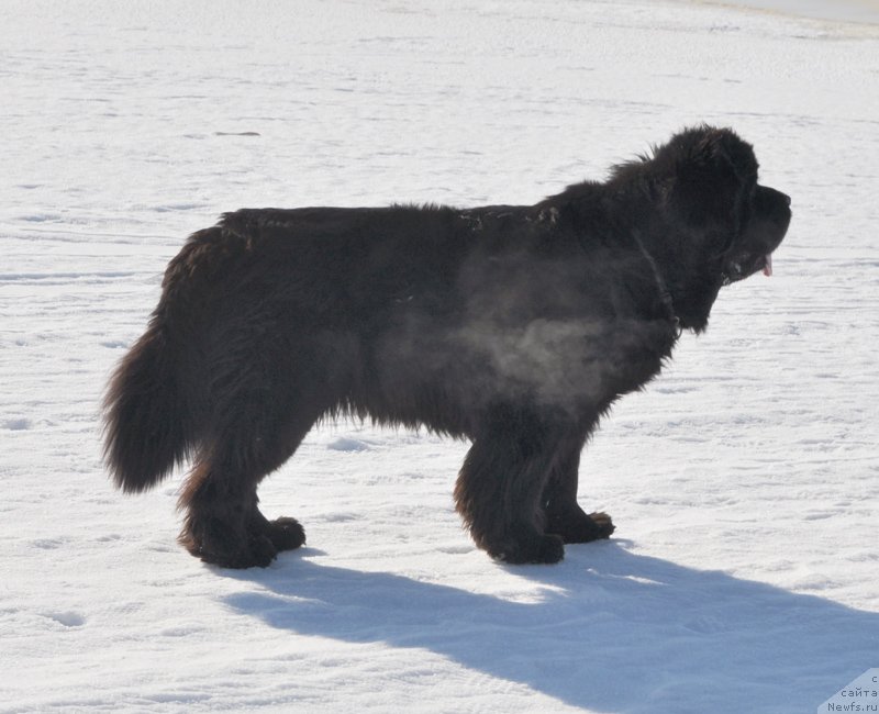 Фото: ньюфаундленд Beguschaya po Volnam Vsya Takaya Rastakaya (Бегущая по Волнам Вся Такая Растакая)