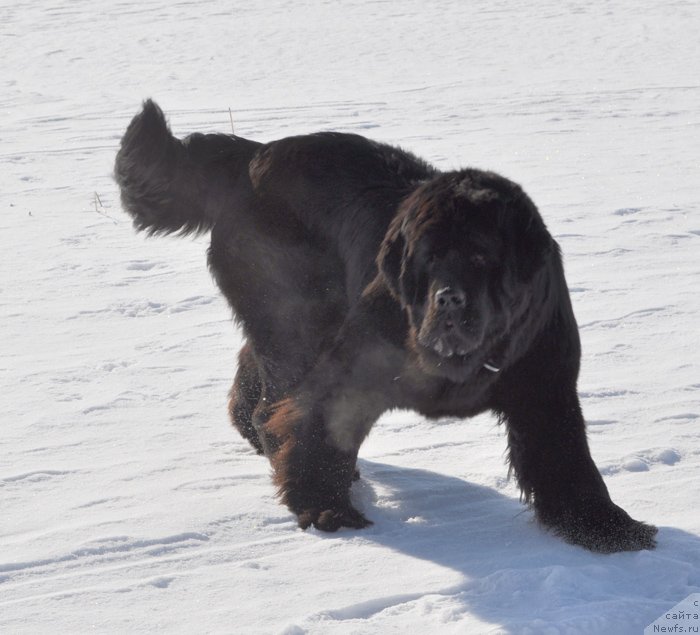 Фото: ньюфаундленд Beguschaya po Volnam Vsya Takaya Rastakaya (Бегущая по Волнам Вся Такая Растакая)