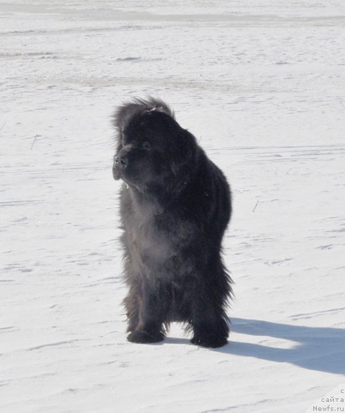 Фото: ньюфаундленд Beguschaya po Volnam Vsya Takaya Rastakaya (Бегущая по Волнам Вся Такая Растакая)