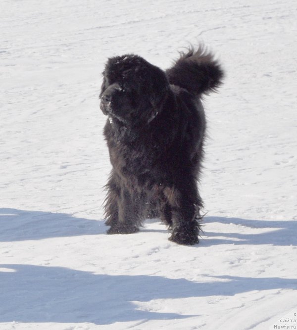 Фото: ньюфаундленд Beguschaya po Volnam Vsya Takaya Rastakaya (Бегущая по Волнам Вся Такая Растакая)