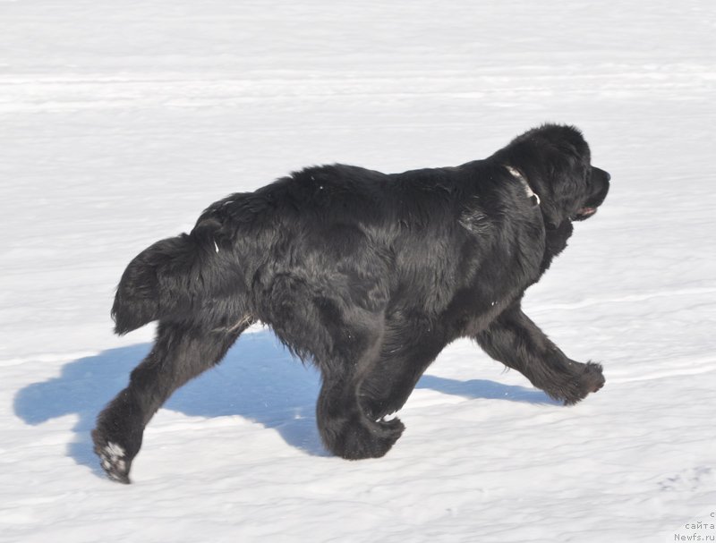 Фото: ньюфаундленд Beguschaya po Volnam Harizma (Бегущая по Волнам Харизма)