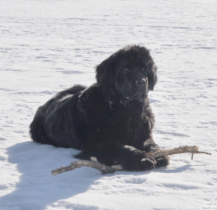 Фото: ньюфаундленд Beguschaya po Volnam Harizma (Бегущая по Волнам Харизма)