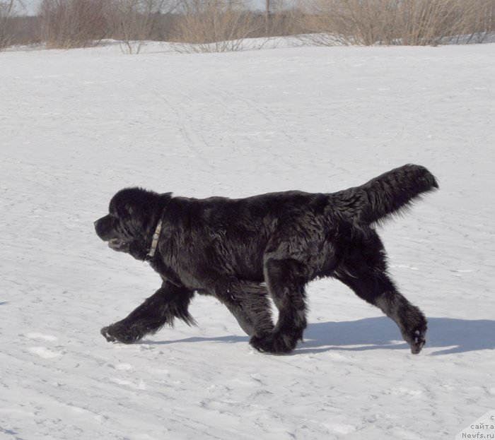 Фото: ньюфаундленд Beguschaya po Volnam Harizma (Бегущая по Волнам Харизма)