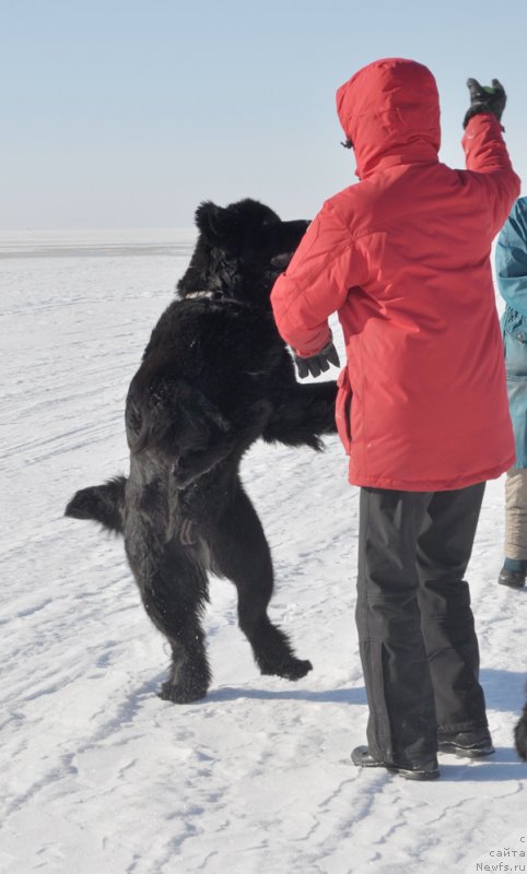 Фото: ньюфаундленд Beguschaya po Volnam Harizma (Бегущая по Волнам Харизма)