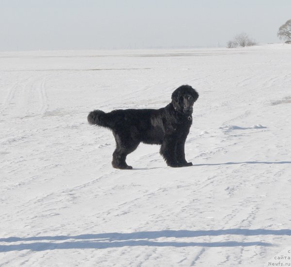 Фото: ньюфаундленд Beguschaya po Volnam Harizma (Бегущая по Волнам Харизма)