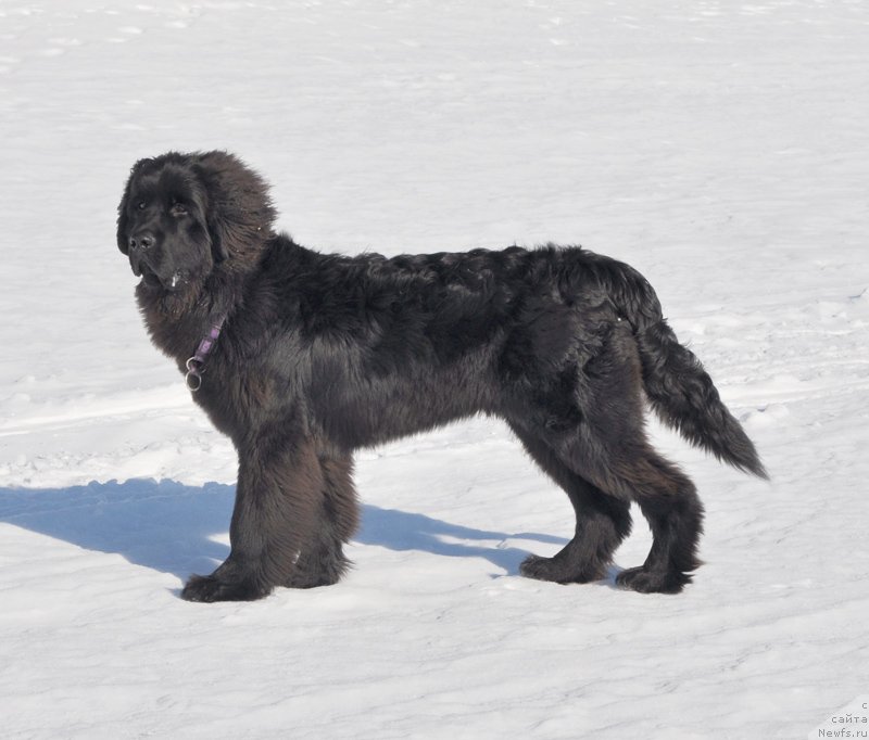 Фото: ньюфаундленд Beguschaya po Volnam Shaman (Бегущая по Волнам Шаман)