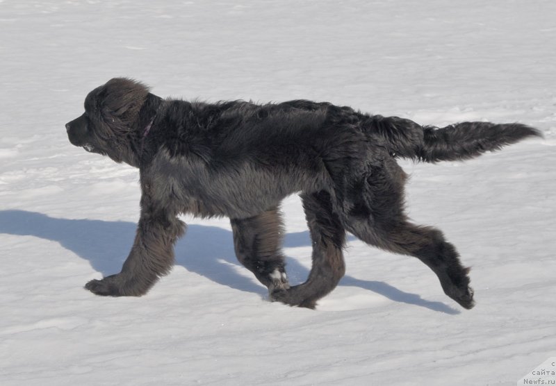 Фото: ньюфаундленд Beguschaya po Volnam Shaman (Бегущая по Волнам Шаман)