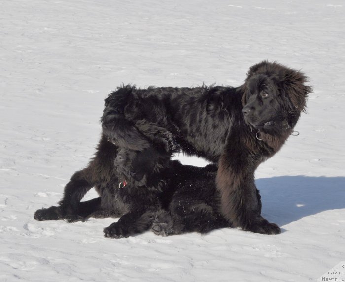 Фото: ньюфаундленд Beguschaya po Volnam Shaman (Бегущая по Волнам Шаман)