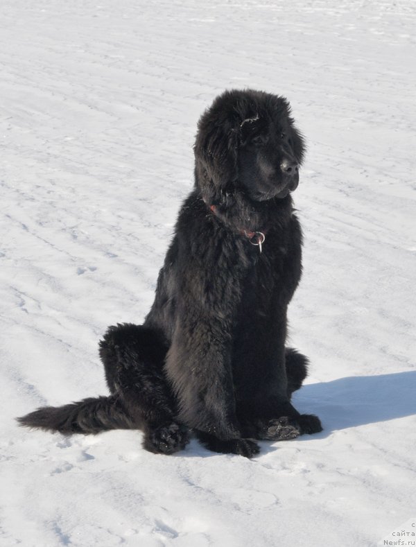 Фото: ньюфаундленд Beguschaya po Volnam SHangri-La (Бегущая по Волнам Шангри-Ла)