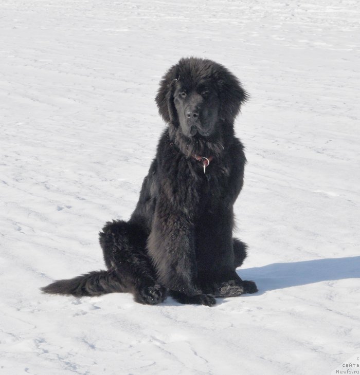 Фото: ньюфаундленд Beguschaya po Volnam SHangri-La (Бегущая по Волнам Шангри-Ла)