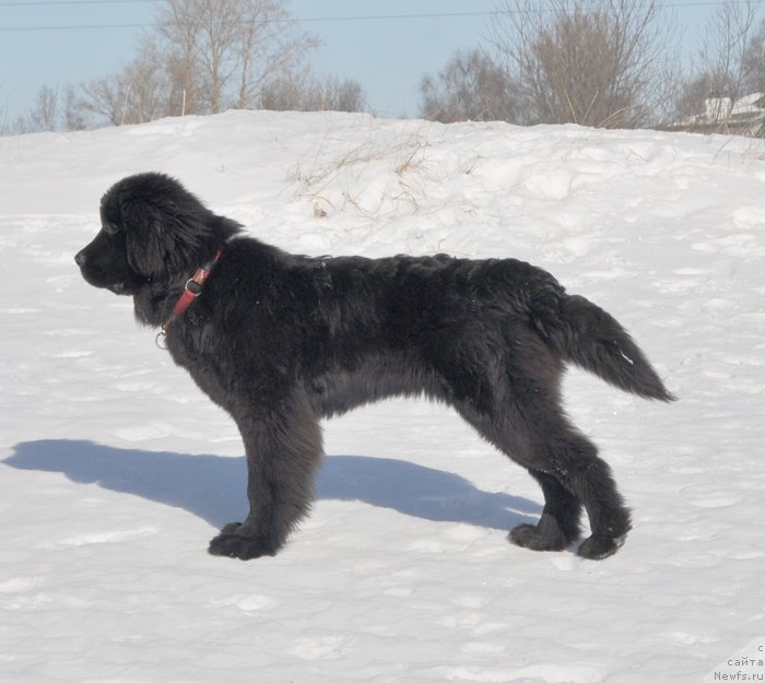 Фото: ньюфаундленд Beguschaya po Volnam SHangri-La (Бегущая по Волнам Шангри-Ла)