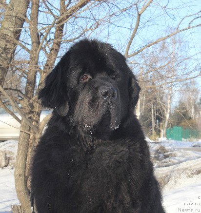 Фото: ньюфаундленд Beguschaya po Volnam Deal Me In (Бегущая по Волнам Деал Ме Ин)