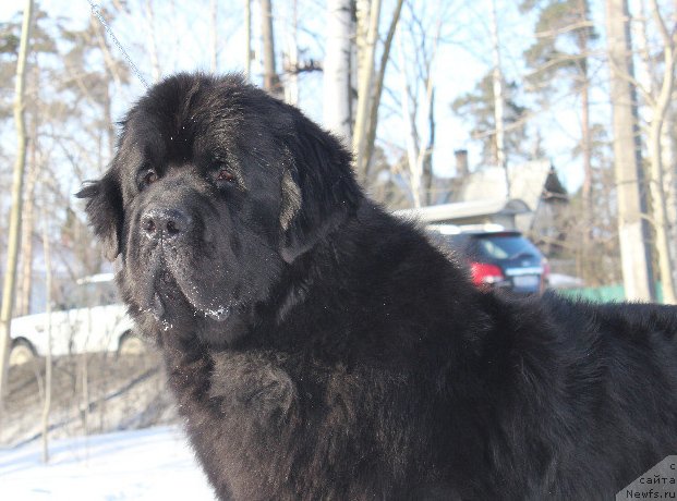 Фото: ньюфаундленд Beguschaya po Volnam Deal Me In (Бегущая по Волнам Деал Ме Ин)