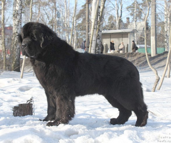 Фото: ньюфаундленд Beguschaya po Volnam Deal Me In (Бегущая по Волнам Деал Ме Ин)