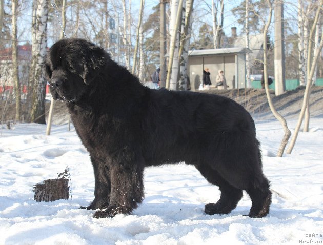 Фото: ньюфаундленд Beguschaya po Volnam Deal Me In (Бегущая по Волнам Деал Ме Ин)