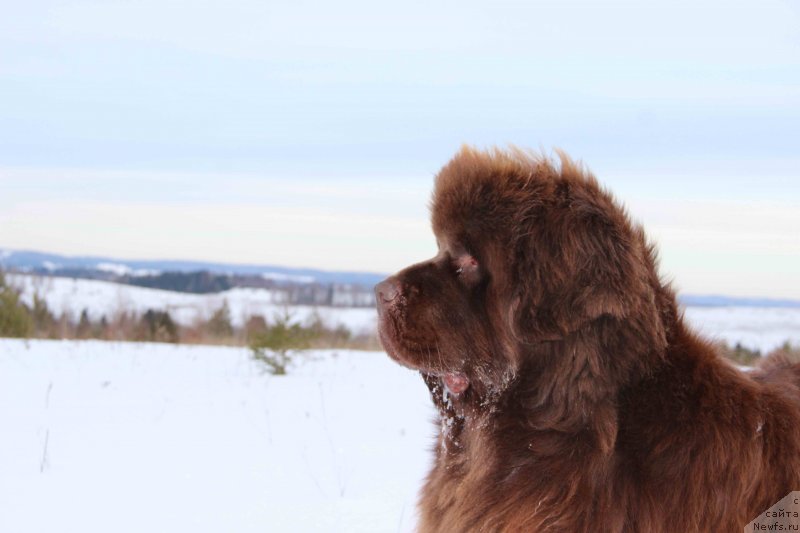 Фото: ньюфаундленд Barhatka Roskoshnaya (Бархатка Роскошная)